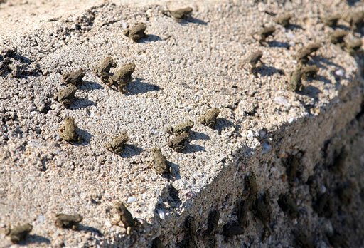 Tiny frogs swarm on the side of the Egnatia highway in northern Greece,  on Wednesday, May 26 2010. Officials closed the key northern highway for two hours near the town of Langadas after what police called "a carpet of frogs" covered the road. Three cars skidded off the highway but no human injuries were reported.Police said the amphibians probably left a nearby lake to look for food. (AP Photo/Aggelioforos, Pavlos Makridis) 
