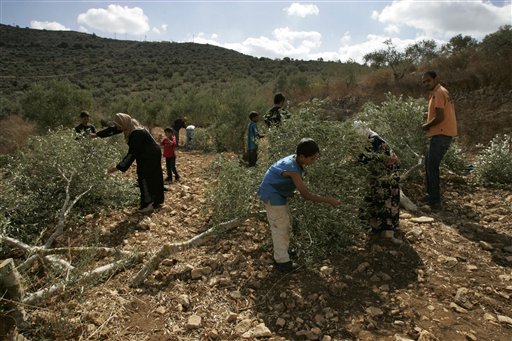 Palestinians pick olives from trees farmers say were cut overnight by Jewish settlers, nearby the Jewish settlement of Eli in the northern West Bank village of A Laban al-Sharkiyeh, Saturday, Oct 23, 2010. Vandals chopped down around 20 Palestinian-owned olive trees in the West Bank overnight Saturday, the latest in a string of attacks against Palestinian property during the important autumn harvest season. "We found our trees sawed when we came to pick them this morning," said farmer Raja Aweis, 42. A military spokesman said police were investigating. (AP Photo/Nasser Ishtayeh)