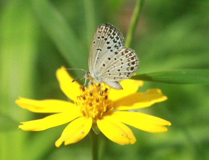 In this undated photo taken by Masaki Iwata of Univesrity of the Ryukyus and released by the university, a normal adult pale grass blue butterfly suckles nectar from a flower. Japanese researchers said they found mutations in butterflies caused by radiation from the crippled Fukushima Dai-Ichi nuclear power plant. A member of the team conducting the research, Joji Otaki of the university, said Wednesday, Aug. 15, 2012, that his group's findings show radiation emitted following catastrophic meltdowns in three of the plants reactors after it was damaged by a 9.0-magnitude earthquake and tsunami on March 11, 2011 is affecting the environment. (AP Photo/Masaki Iwata of University of the Ryukyus)
