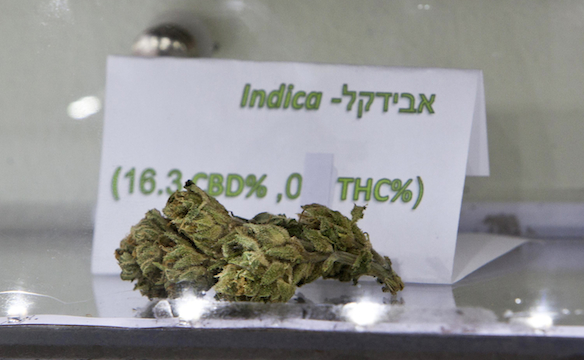 An Avidekel marijuana bud is displayed at the Tikun Olam company center in Tel Aviv on June 17. Photo by REUTERS/Nir Elias