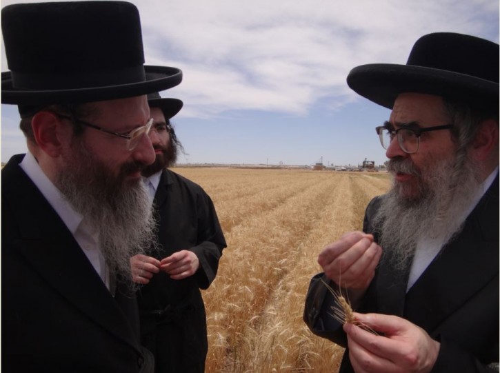 Satmar Rebbe disscusing Halacha of wheat with the Rav Spitzer - Dayan of Skver Shul in Lakewood NJ.