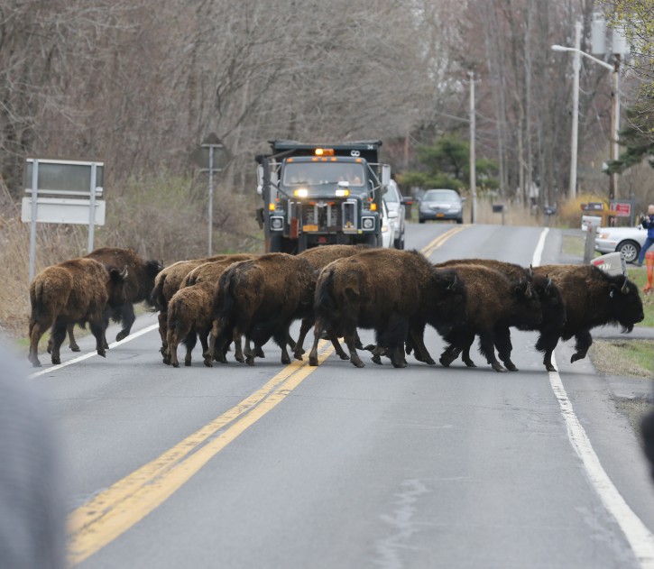 A herd of buffalo cross a road, Friday, April 24, 2015, in Bethlehem, N.Y. About 15 of the animals got loose Thursday from a farm in the Rensselaer County town of Schodack, on the river's east bank a few miles southeast of Albany. (AP Photo/Mike Groll)