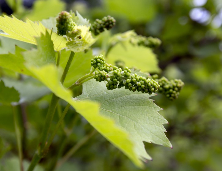 In this Thursday, May 28, 2015 photo, Marquette grapes grow on a vine at Ledge Rock Hill Winery and Vineyard in Corinth, N.Y. A host of new grape varieties have enabled a boutique wine industry to take root in areas of the country that were previously inhospitable. In New York, the number of wineries has grown from 35 in 1980 to nearly 500, with the third-highest production in the nation. (AP Photo/Mike Groll)