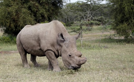 FILE - A white rhino named 'Sudan' grazes at the Ol Pejeta Conservancy in Laikipia national park, Kenya June 14, 2015. REUTERS