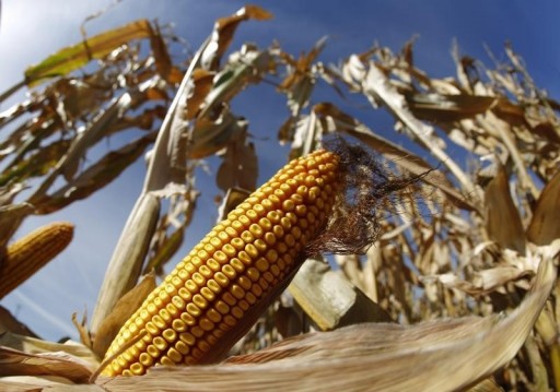 FILE - A cob of corn is seen in field during the harvest in Minooka, Illinois, September 24, 2014. REUTERS/Jim Young