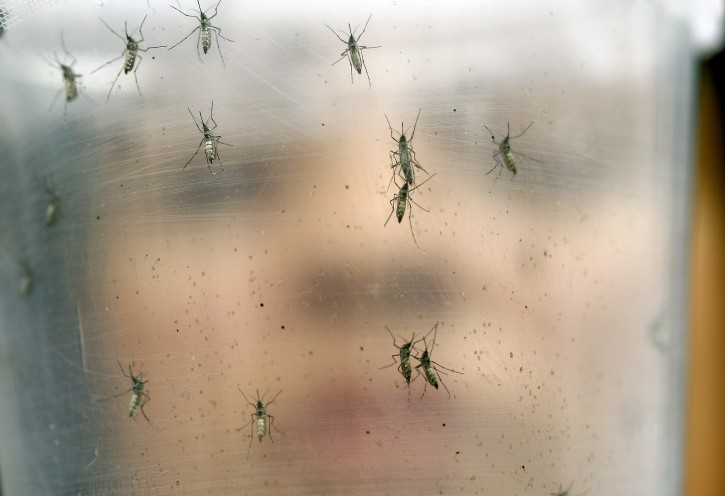 In this Jan. 18, 2016 photo, a researcher holds a container with female Aedes aegypti mosquitoes at the Biomedical Sciences Institute in the Sao Paulo's University, in Sao Paulo, Brazil. The Aedes aegypti is a vector for transmitting the Zika virus. (AP Photo/Andre Penner)