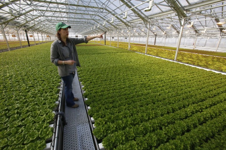 Jenn Frymark, chief greenhouse officer and a co-founder of New York City-based Gotham Greens, points to lettuce crops at the company's Chicago rooftop greenhouse on Wednesday, Feb. 10, 2016. The 75,000-square-foot facility, which opened in October, is one of the largest rooftop greenhouses in the world. (AP Photo/Martha Irvine)