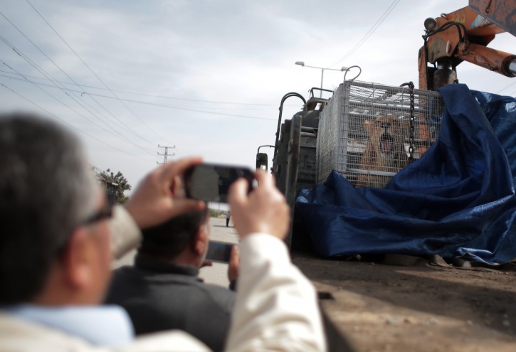A Palestinian man photographs a lioness siting in a crate on a truck on the Palestinian side of Erez crossing with Israel in northern Gaza Strip. Monday, April. 11, 2016.  (AP Photo/ Khalil Hamra)