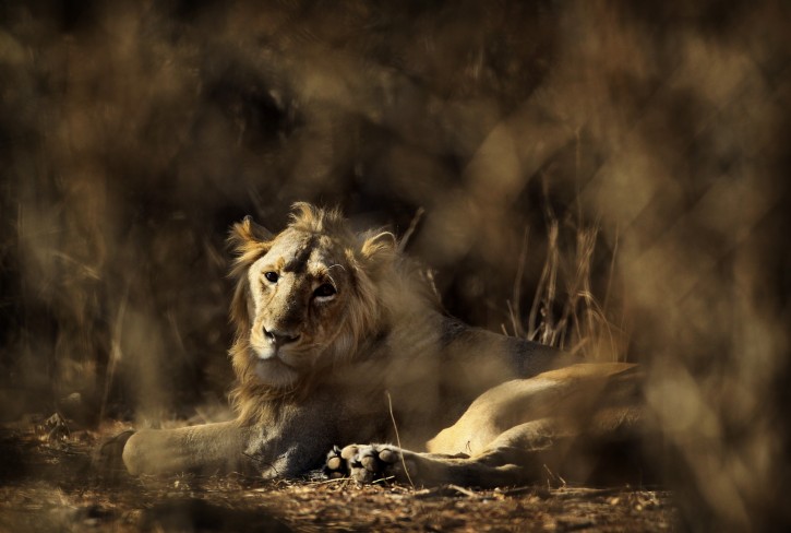In this Saturday, March 24, 2012 photo, a lion rests at the Gir Sanctuary Forest reserve in the western Indian state of Gujarat, India. Forest reserve officials have sentenced three lions to life in captivity after they were found to have eaten humans. (AP Photo/Rajanish Kakade, File)