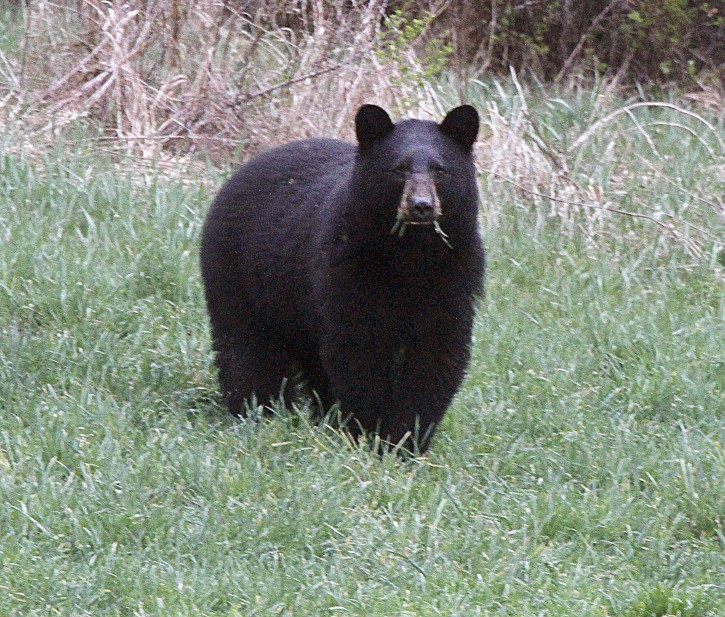 FILE-In this April 22, 2012 file photo, a black bear grazes in a field in Calais, Vt. Vermont. The annual bear hunting season begins this week in Northern New England and biologists say this year's bear hunt is especially important because the animals have been encroaching closer to human habitat than typical due to poor natural food abundance and a dry spring and summer. (AP Photo/Toby Talbot/File)