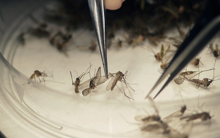 FILE- In this Feb. 11, 2016 file photo, Dallas County Mosquito Lab microbiologist Spencer Lockwood sorts mosquitos collected in a trap in Hutchins, Texas, that had been set up in Dallas County near the location of a confirmed Zika virus infection. (AP Photo/LM Otero, File)
