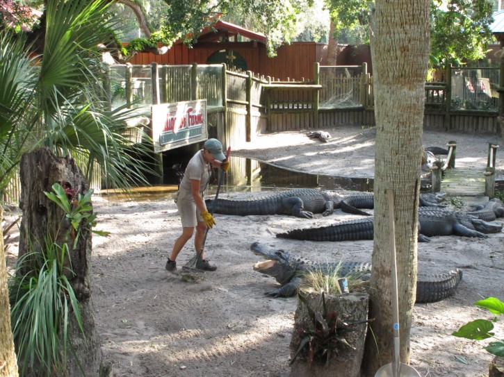 Amie Mercado cleans up Hurricane Matthew debris in an alligator pit with the enormous reptiles just a couple of feet away, at the St. Augustine Alligator Farm, in St. Augustine, Fla., Sunday, oct. 9, 2016. All in all, the zoo, one of Florida’s oldest tourist attractions and the only place in the world that displays every species of crocodilian, fared well during the storm. (AP Photo/Brendan Farrington)