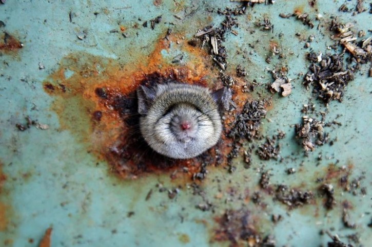 A rat's head rests as it is constricted in an opening in the bottom of a garbage can in the Brooklyn borough of New York, U.S., October 18, 2016.  REUTERS/Lucas Jackson/File Photo