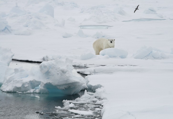 FILE - In this Friday June 13, 2008 file photo, a polar bear stands on an ice floe near the Arctic archipelago of Svalbard, Norway. Scientists said Friday, Nov. 25, 2016 that Svalbard has seen such extreme warmth this year that the average annual temperature could end up above freezing for the first time on record. (AP Photo/Romas Dabrukas, File)