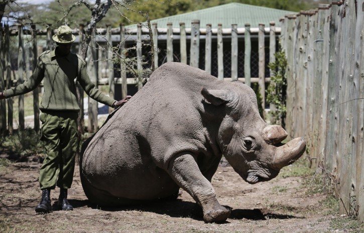 In this photo taken Wednesday, May 3, 2017, a ranger takes care of Sudan, the world's last male northern white rhino, at the Ol Pejeta Conservancy in Laikipia county in Kenya.  The world's last male northern white rhino, Sudan, has died after "age-related complications," researchers announced Tuesday, saying he "stole the heart of many with his dignity and strength."(AP Photo)