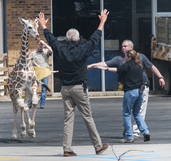 Thabisa, a female giraffe born at the Fort Wayne Children's Zoo in November, was urged back into her enclosure Monday, April 23, 2018, after briefly escaping. She is the youngest in the zoo's nine-giraffe herd. How the animal got out is still being investigated. (Cathie Rowand/The Journal-Gazette via AP)