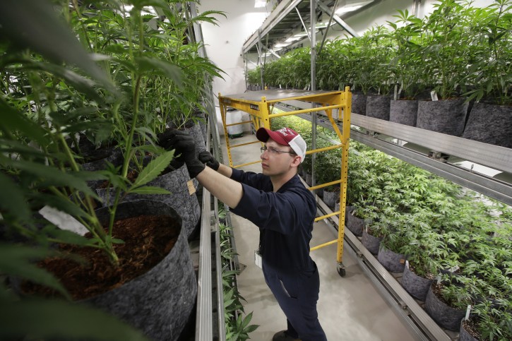 FILE - In this July 12, 2018 file photo head grower Mark Vlahos, of Milford, Mass., tends to cannabis plants, at Sira Naturals medical marijuana cultivation facility, in Milford, Mass. (AP Photo/Steven Senne)