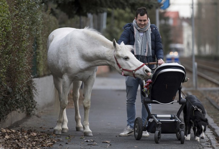 22-year-old Arabian mare Jenny walks home from her daily tour in the surroundings of Frankfurt, Germany, March 8, 2019. Jenny's owner opens the stable door for the horse every morning and the animal decides for itself where she wants to spend the day. (Boris Roessler/dpa via AP)